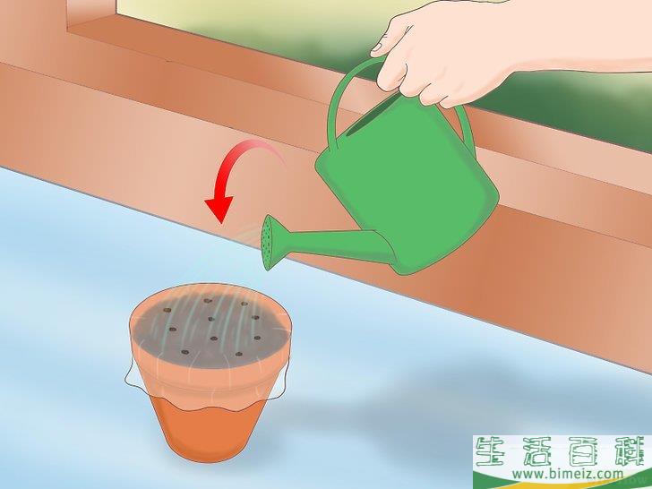 怎么从种子开始种植柠檬