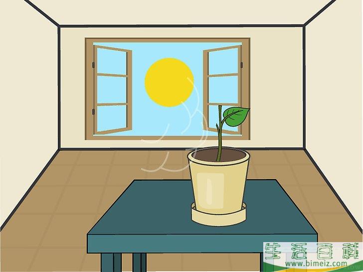 怎么在室内种植柠檬树