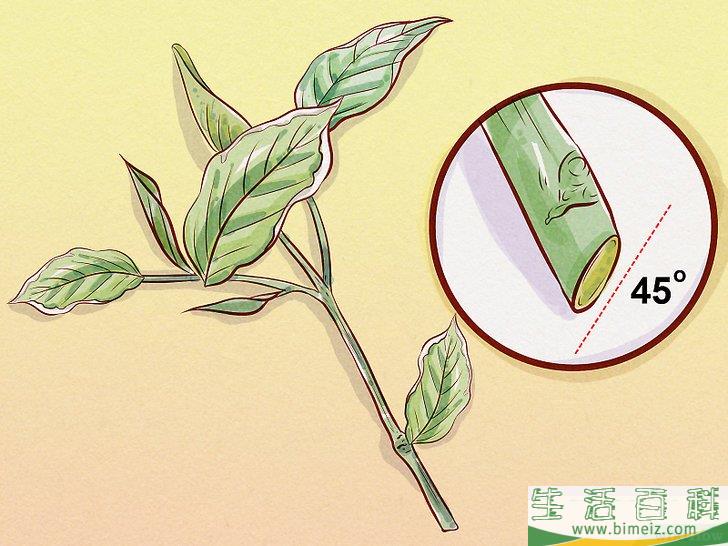 怎么给锦带花修枝