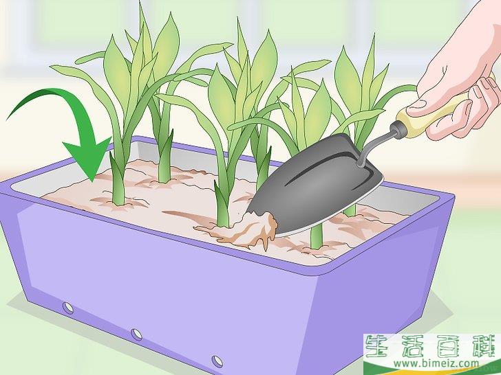怎么繁殖富贵竹