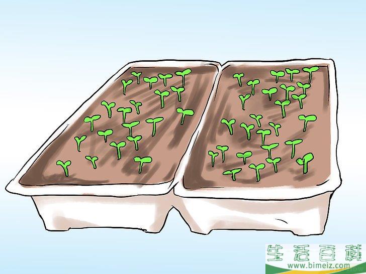 怎么在花盆里种植薄荷