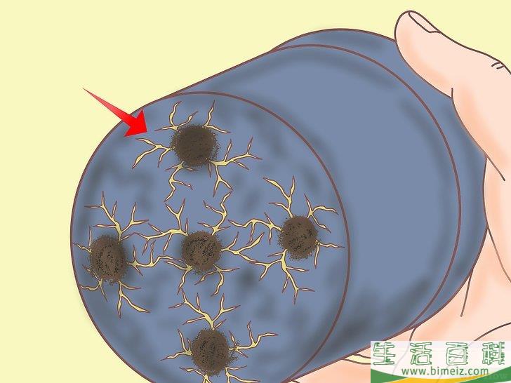 怎么从种子开始种植柠檬
