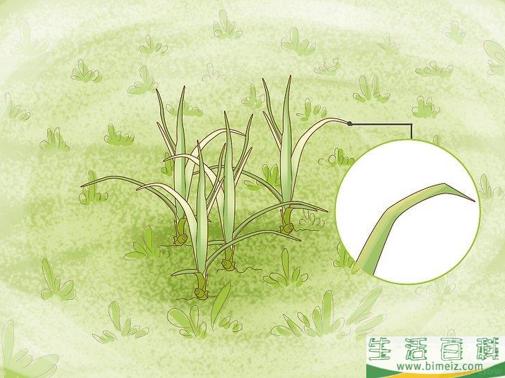 怎么除去莎草