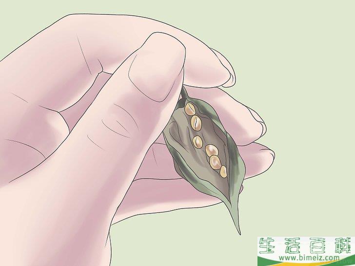 怎么收获萝卜