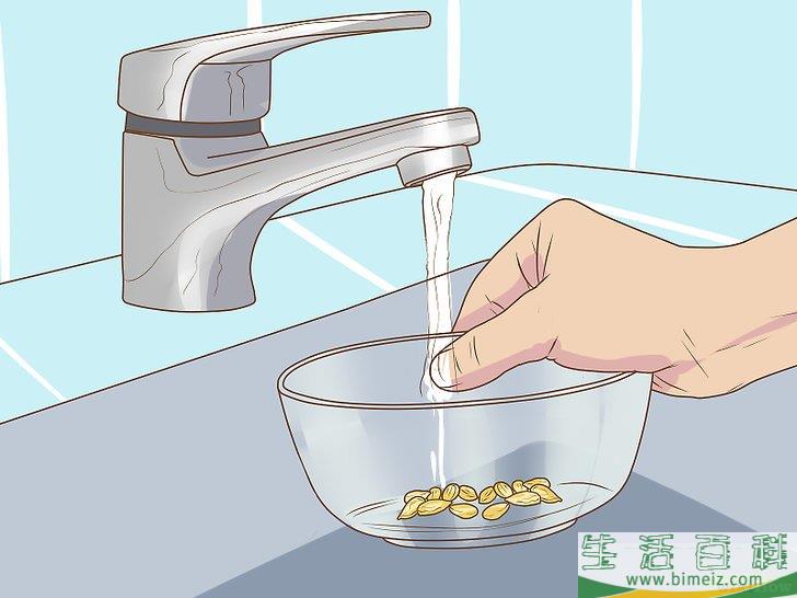 怎么促使橘籽发芽