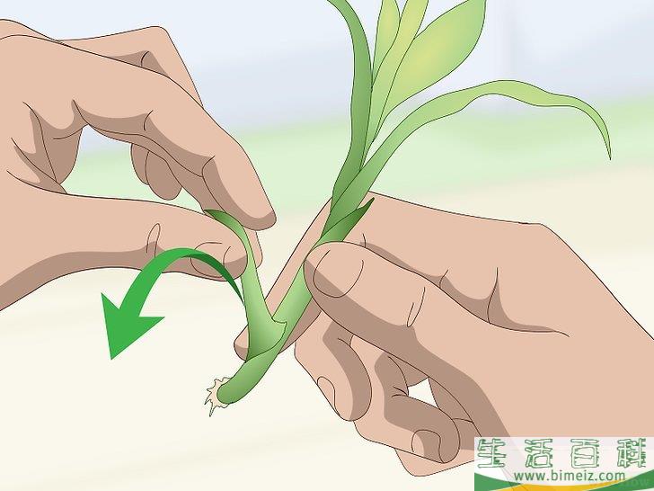 怎么繁殖富贵竹