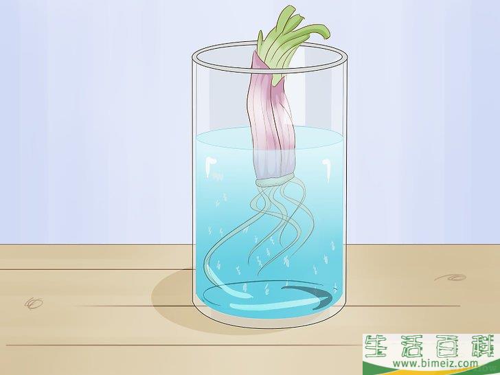 怎么种植发芽的洋葱