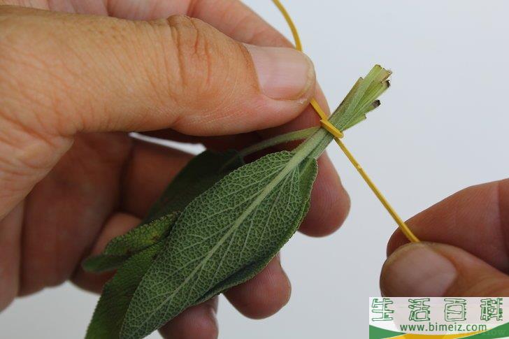 怎么得到干燥的鼠尾草