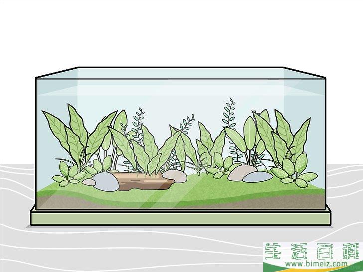 怎么种植淡水水族箱植物