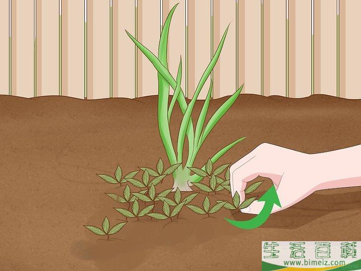 怎么种植发芽的洋葱