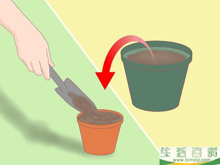 怎么从种子开始种植柠檬