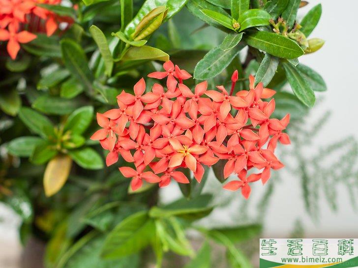 怎么制作花卉工艺品