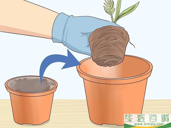 怎么从枣核开始培植椰枣树