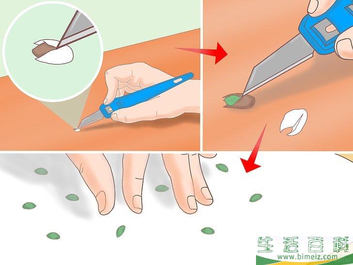 怎么从种子开始种植柠檬