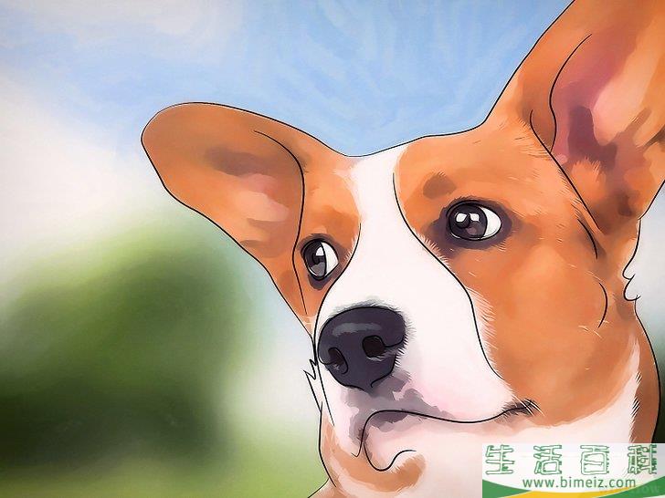 怎么让动物远离你的菜园