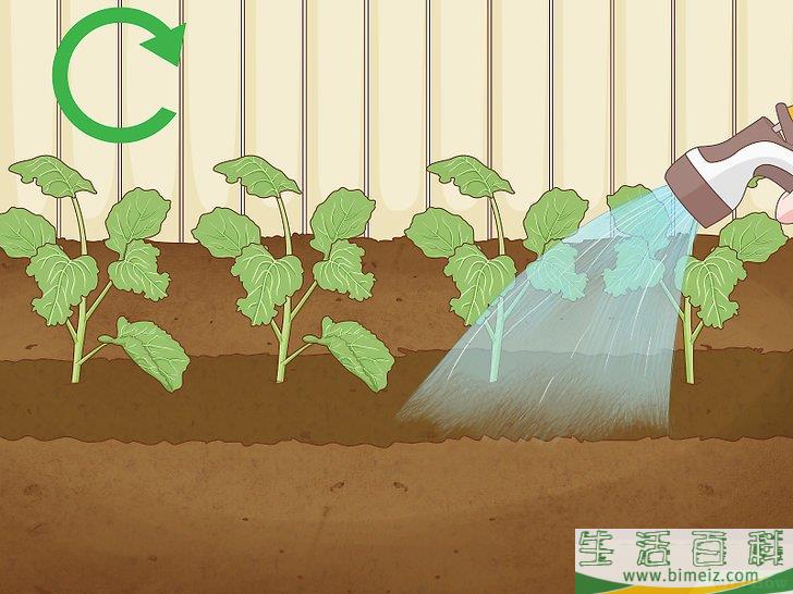 怎么种植西兰花