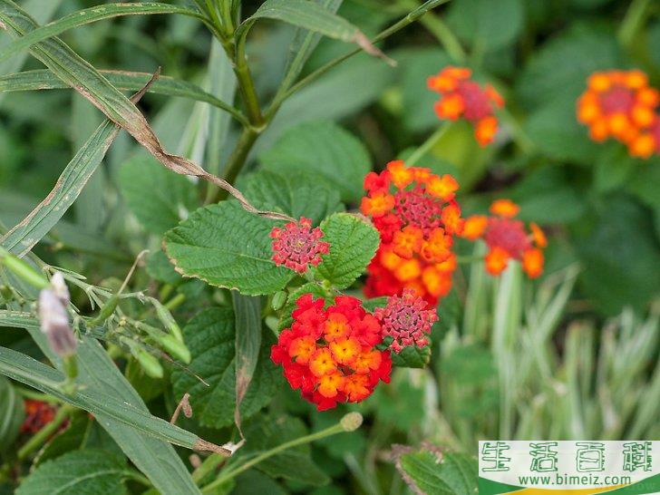 怎么制作花卉工艺品