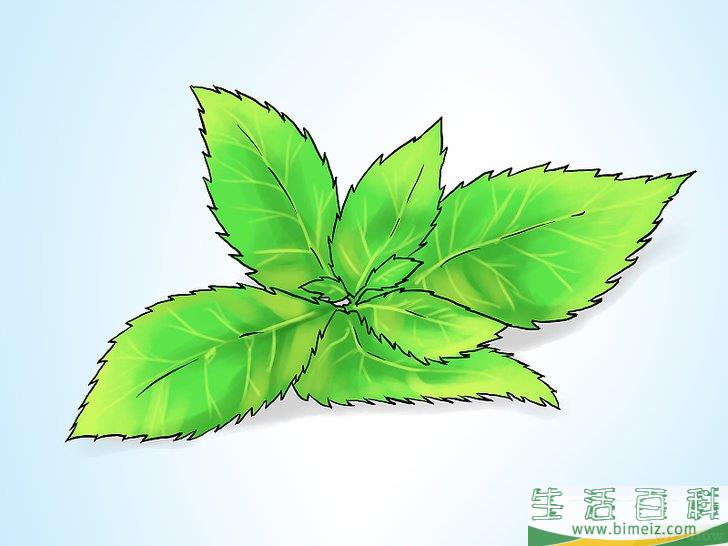 怎么在花盆里种植薄荷