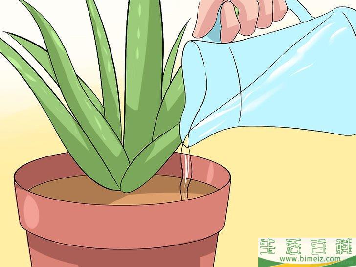 怎么培育芦荟