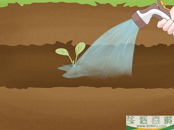 怎么种植西兰花