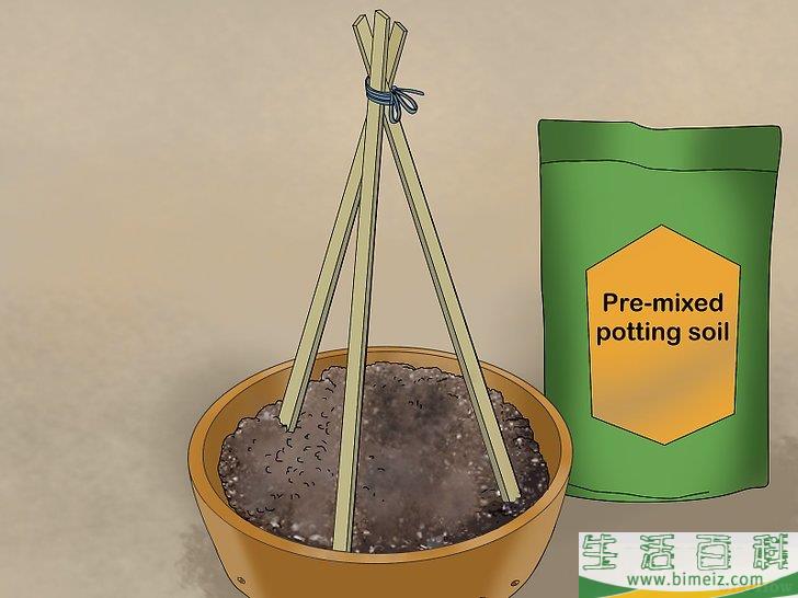 怎么盆栽黄瓜