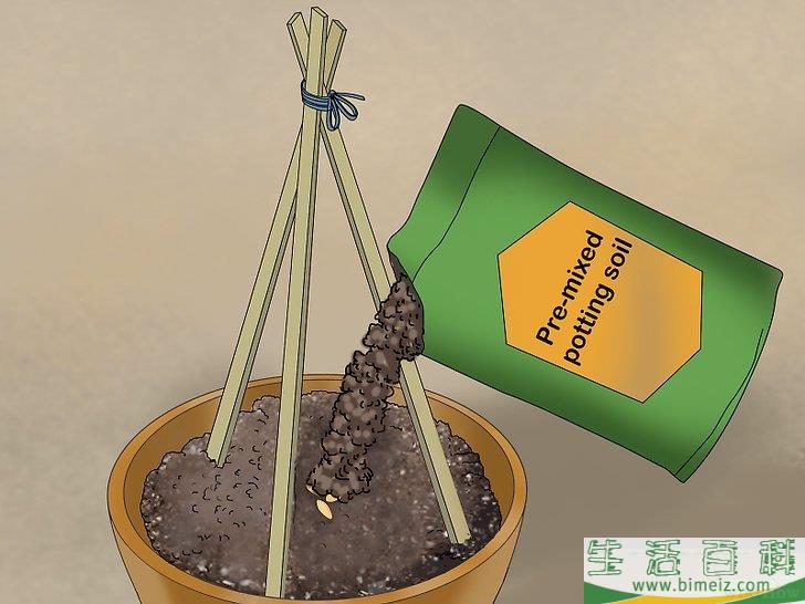 怎么盆栽黄瓜