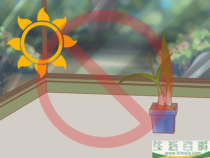 怎么照料石斛兰