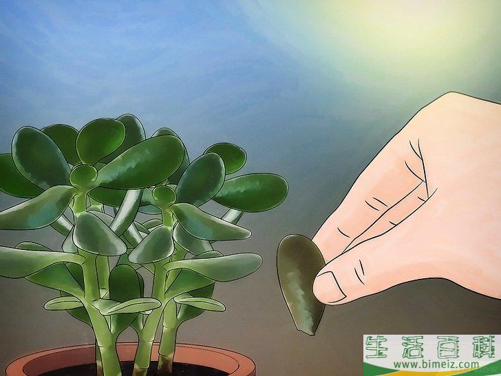 怎么种植翡翠木