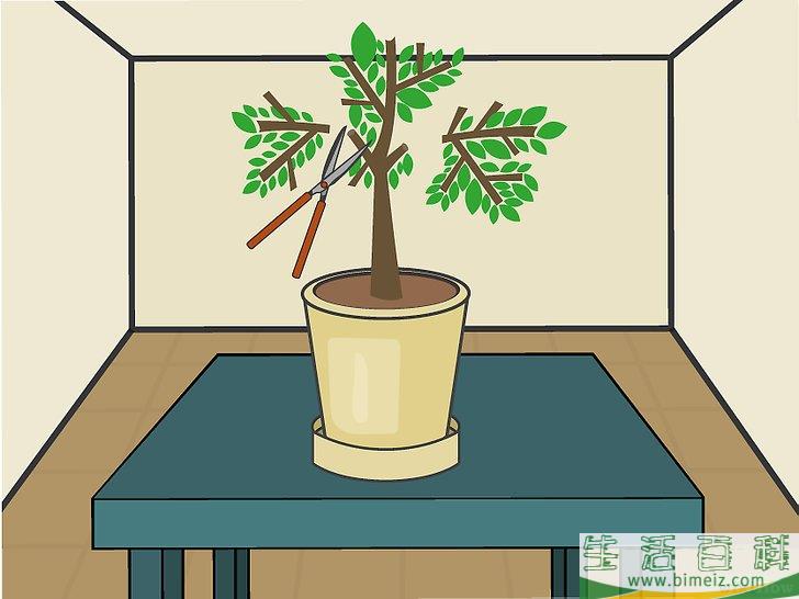 怎么在室内种植柠檬树