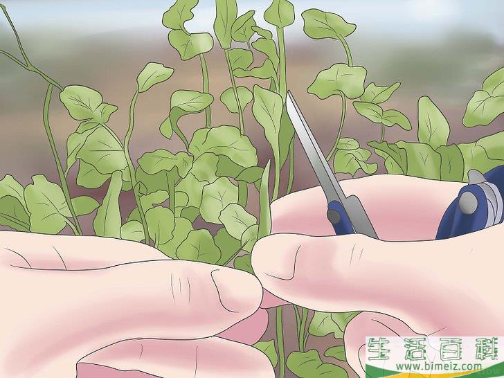 怎么收获萝卜