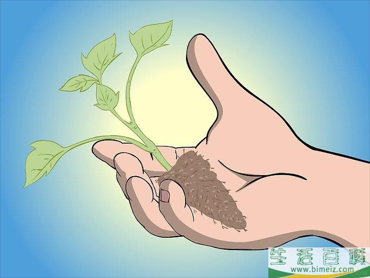 怎么种植树莓
