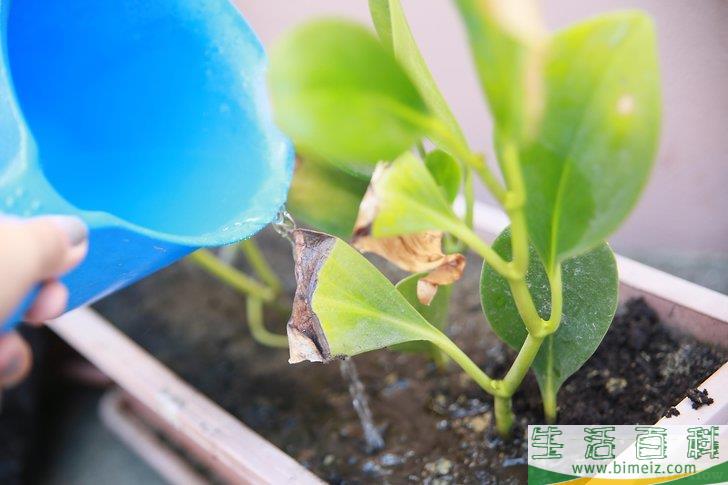 怎么挽救浇了太多水的植物