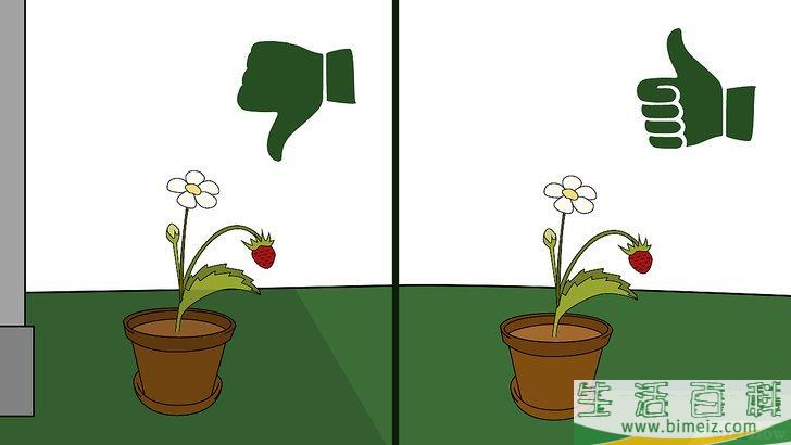 怎么确定并治疗草莓病害