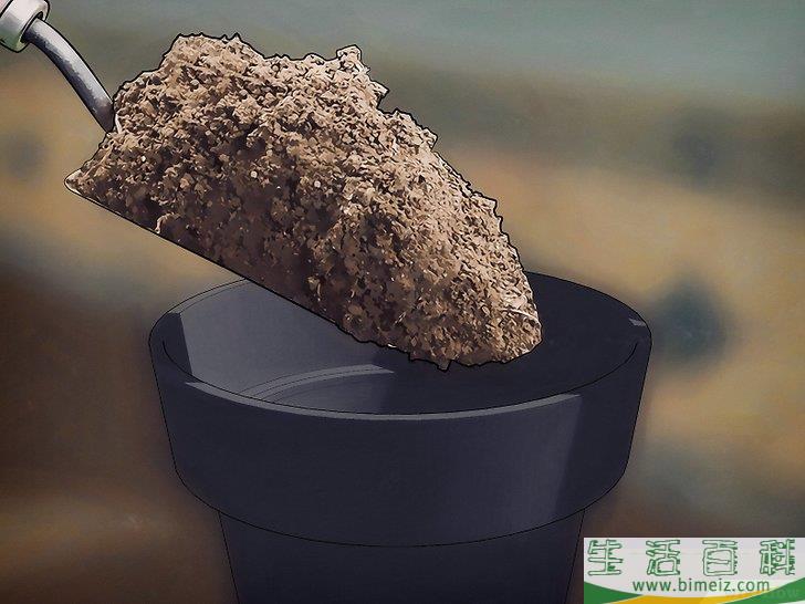 怎么种植翡翠木