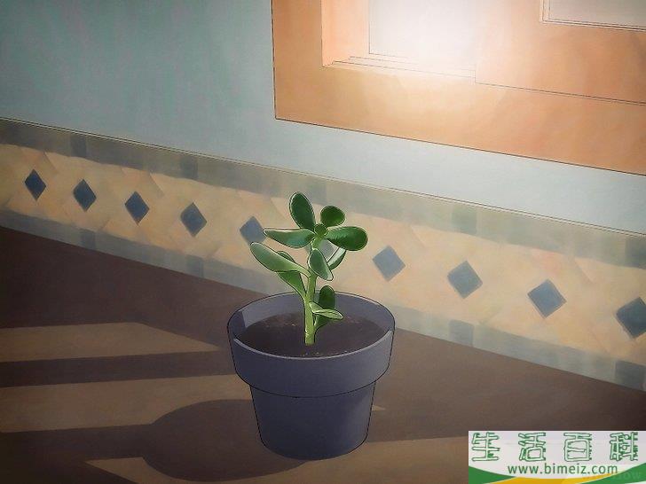 怎么种植翡翠木