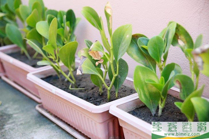 怎么挽救浇了太多水的植物