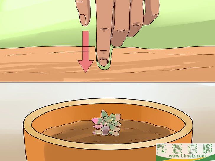 怎么用叶插法培育多肉植物