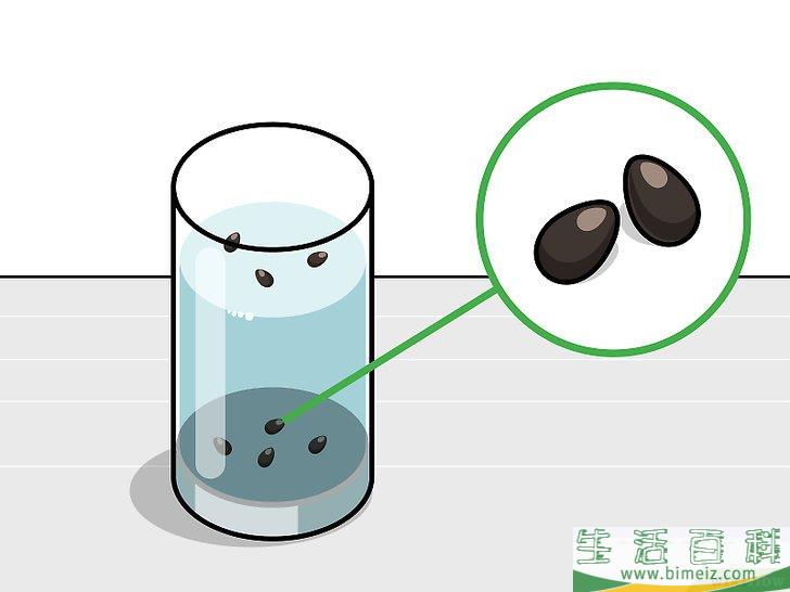 怎么种植莲花