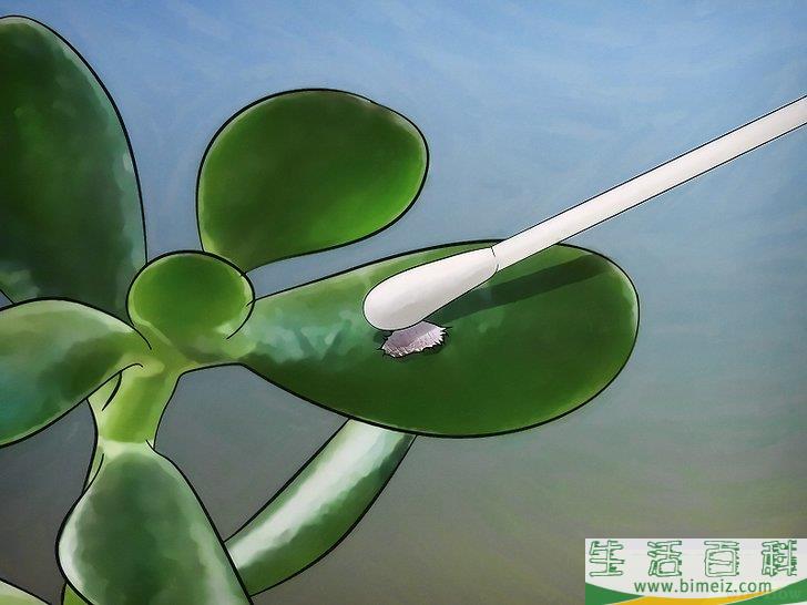 怎么种植翡翠木