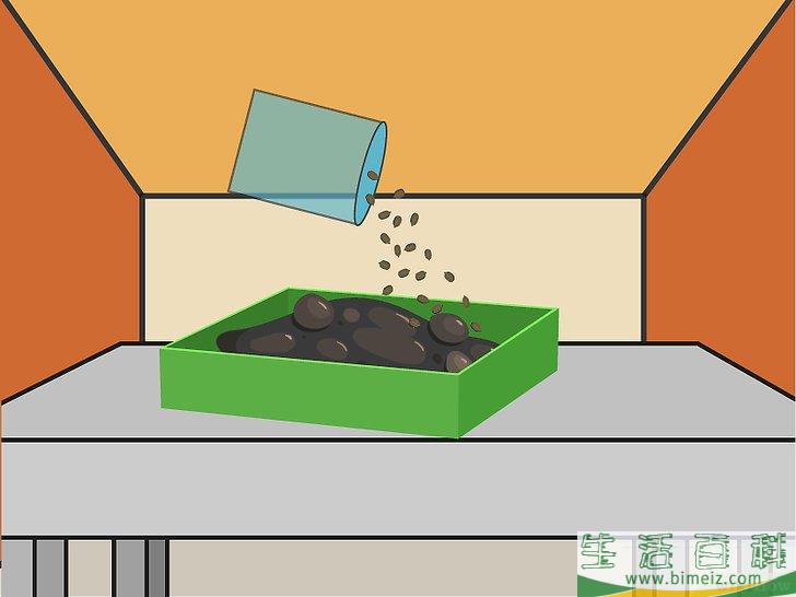 怎么用种子培植辣椒