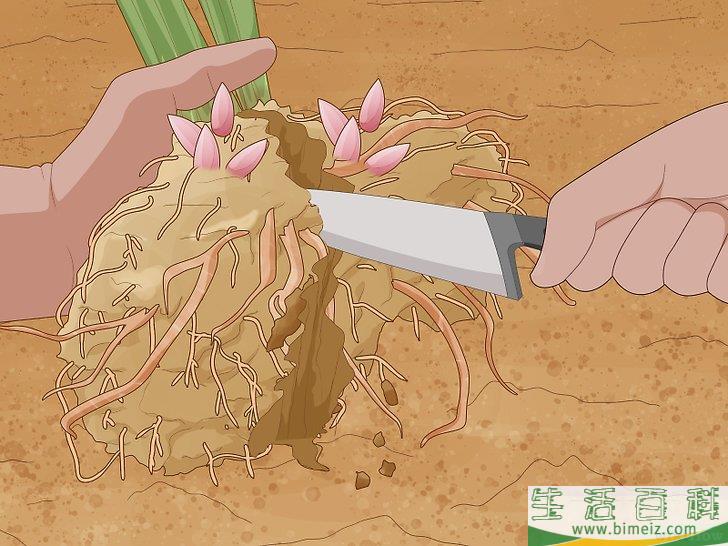 怎么分栽牡丹
