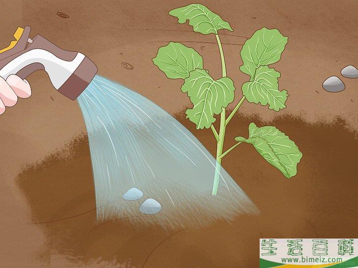 怎么种植西兰花