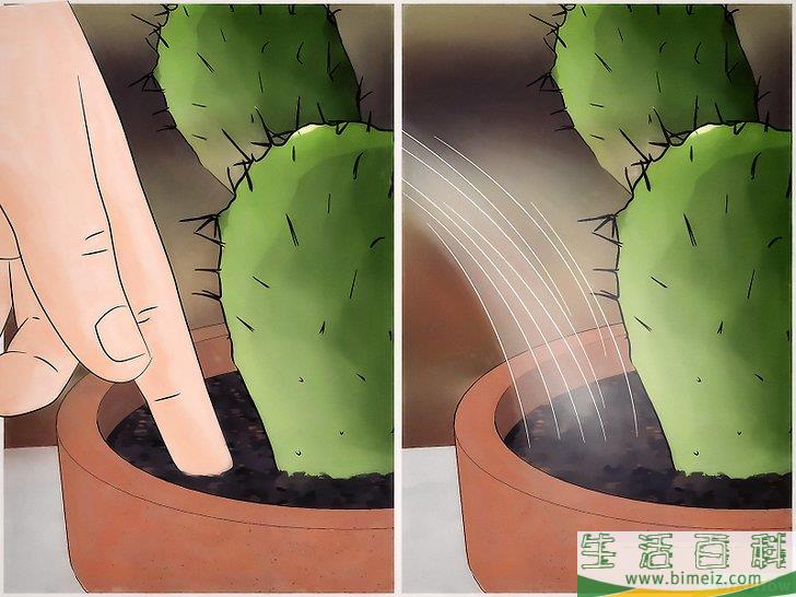 怎么挽救干枯的仙人掌