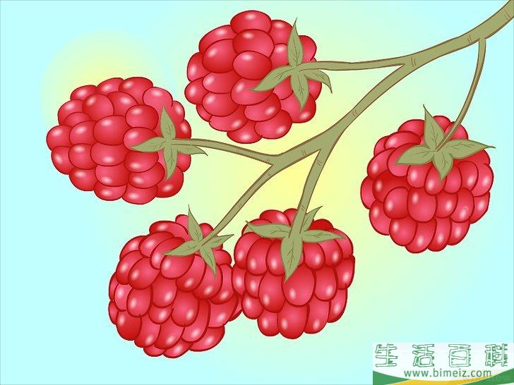 怎么种植树莓