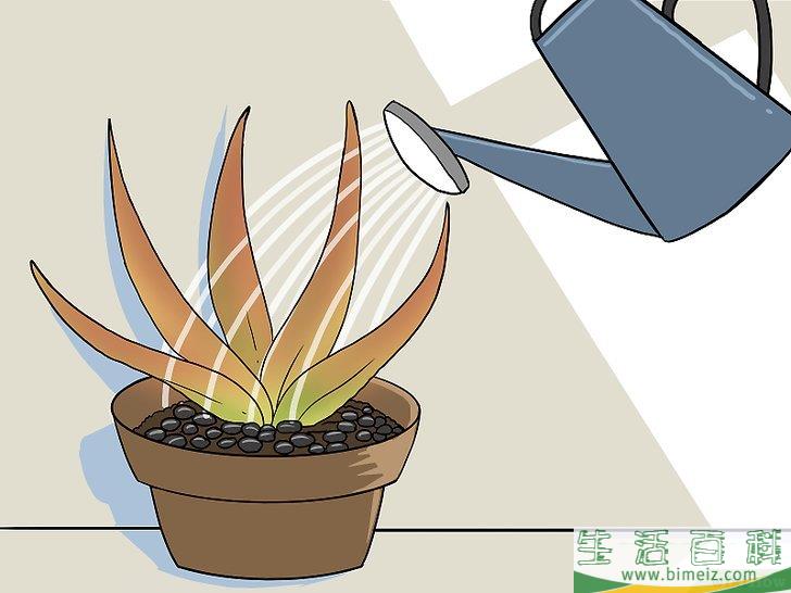 怎么让芦荟起死回生