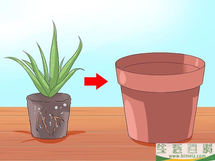 怎么培育芦荟