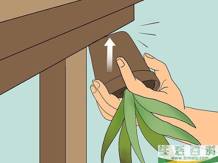 怎么让芦荟起死回生
