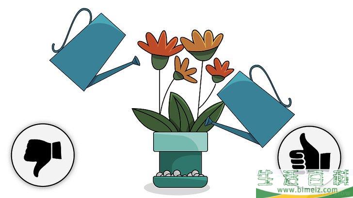 怎么种植室内盆栽