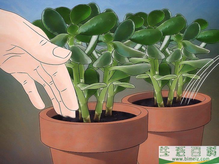 怎么种植翡翠木