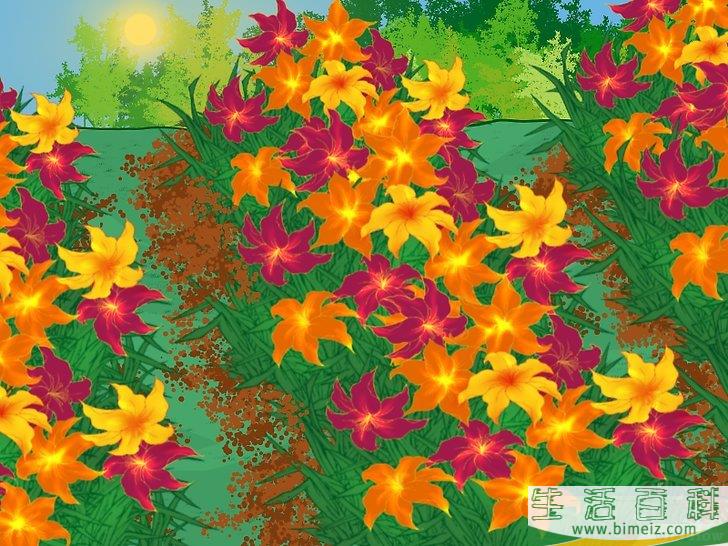 怎么分栽黄花菜